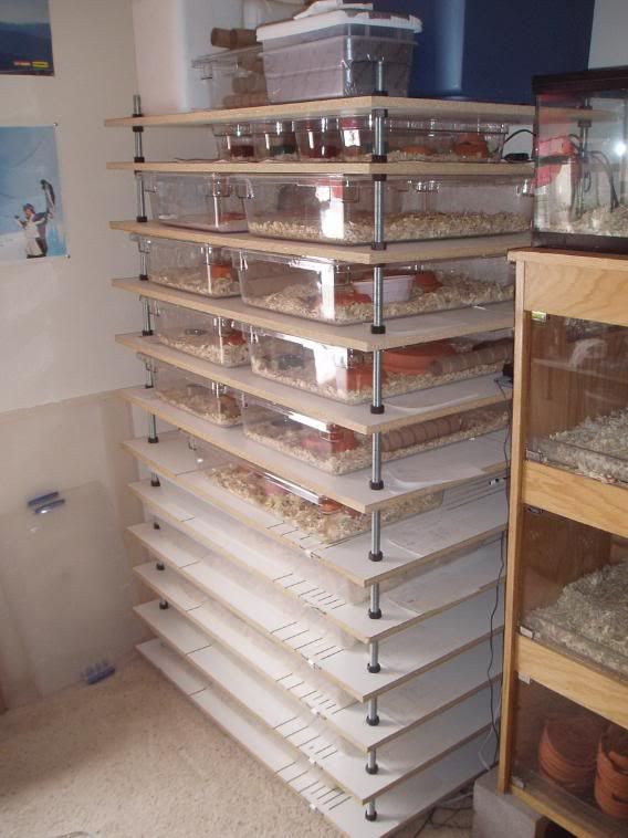 DIY Reptile Rack
 57 best images about snake stuff on Pinterest