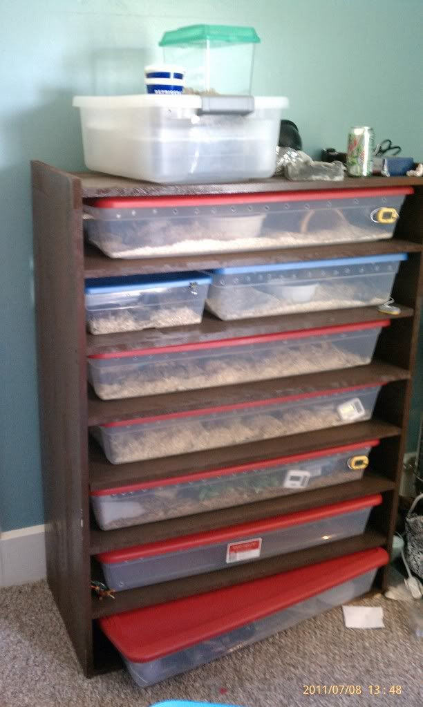 DIY Reptile Rack
 Cheapest way to build your own homemade snake rack
