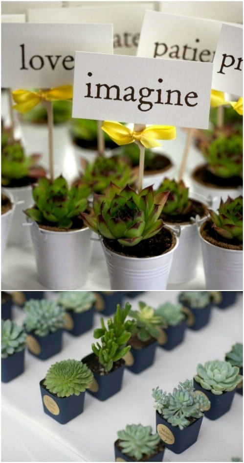 DIY Succulent Wedding Favors
 40 Frugal DIY Wedding Favors Your Guests Will Actually