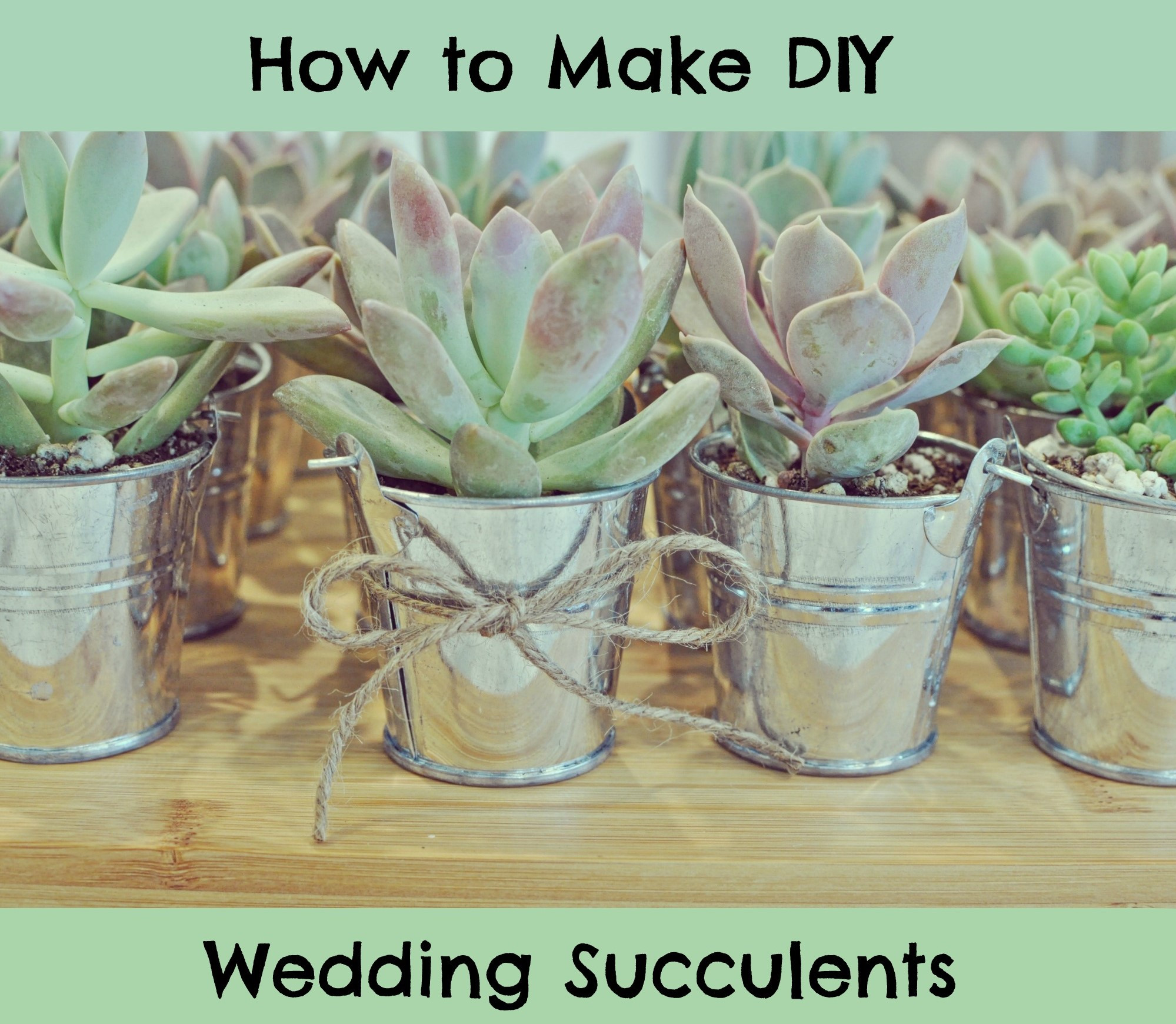 DIY Succulent Wedding Favors
 DIY Succulent Wedding Favors More Than A Fashion Blog