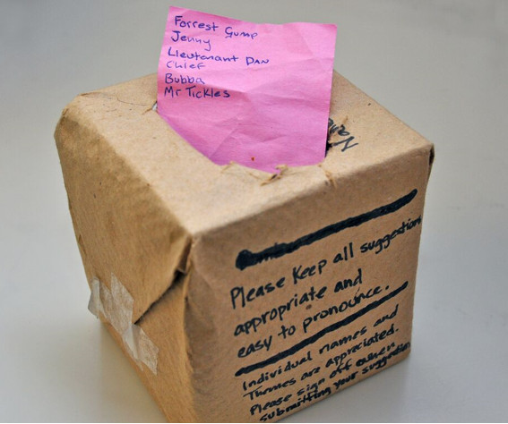 DIY Suggestion Box
 Tip of the Week Make a Suggestion Box For Animal Names