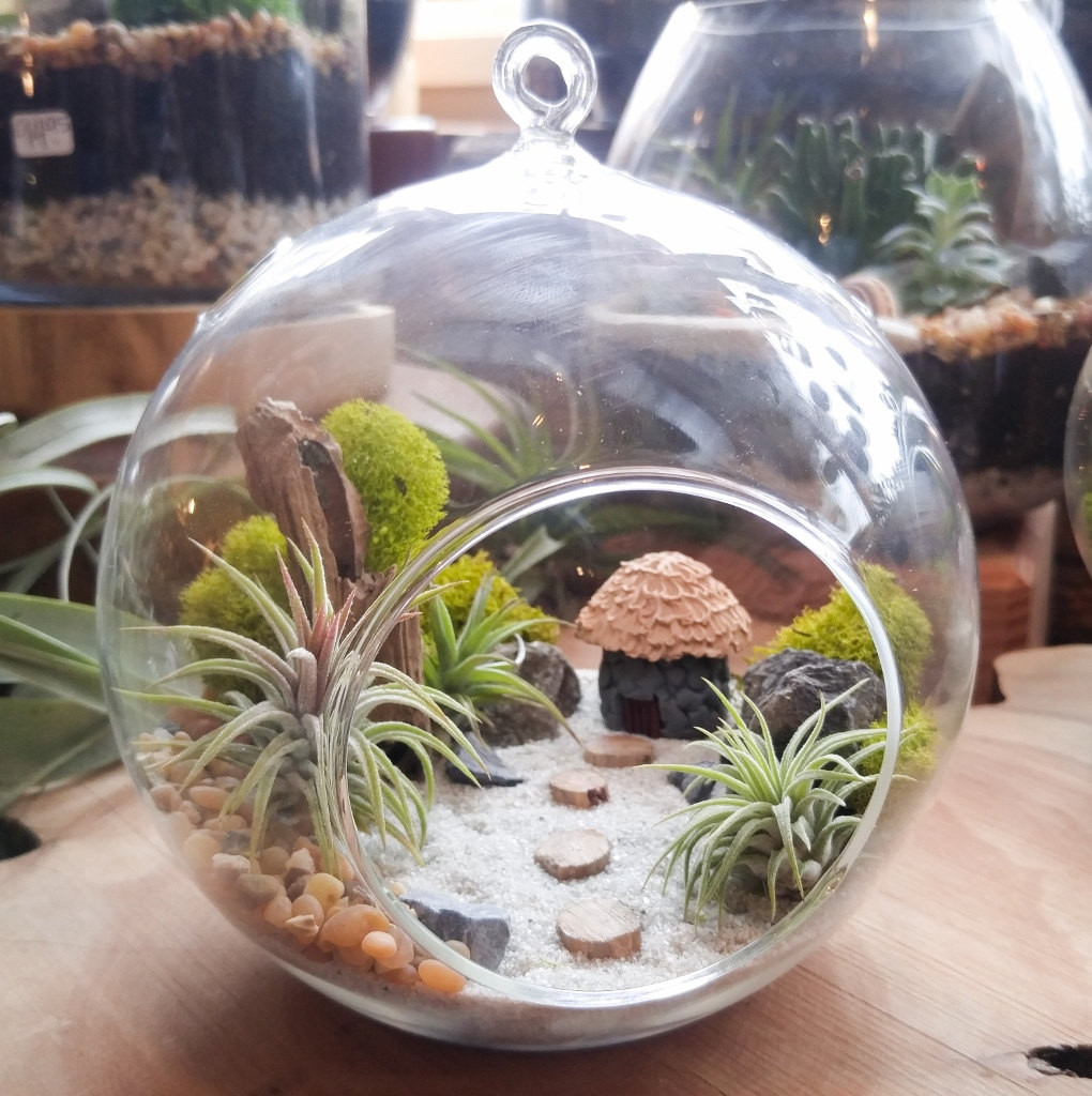 DIY Terrarium Kit
 Air Plant Terrarium Kit DIY Miniature landscape Featuring a