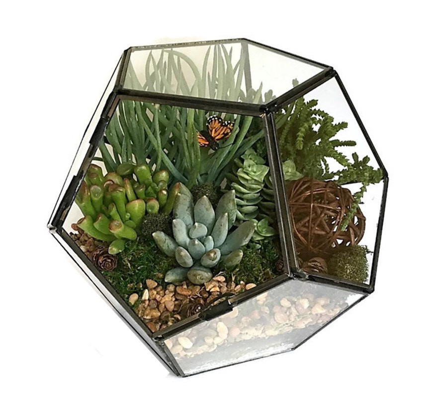 DIY Terrarium Kit
 Geometric Succulent Terrarium Kit Succulent DIY