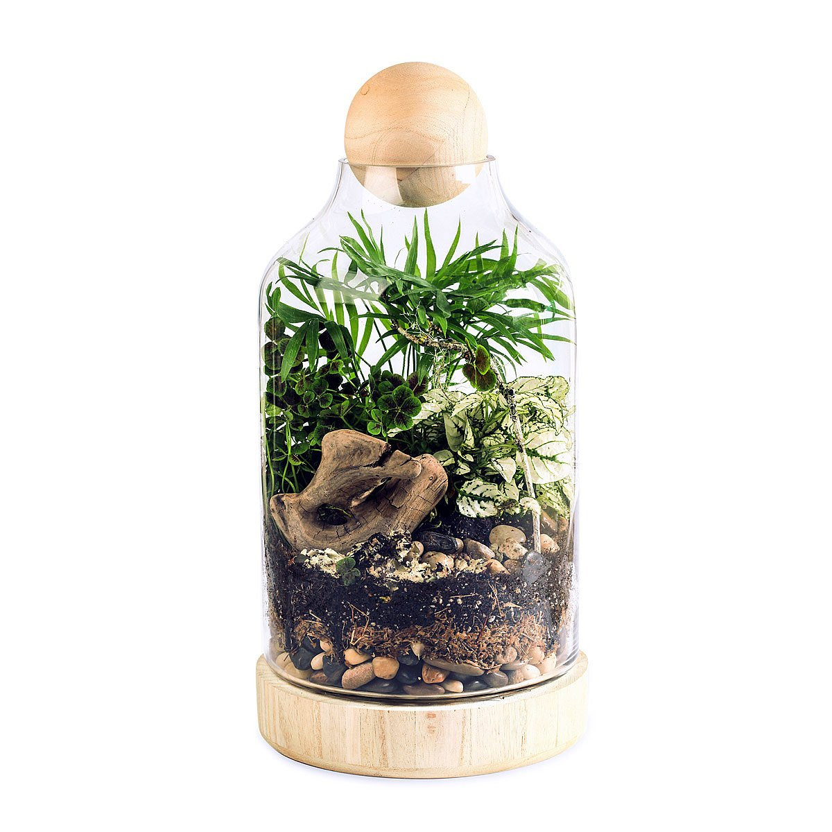 DIY Terrarium Kit
 The Lucky Gardener DIY Terrarium Kit