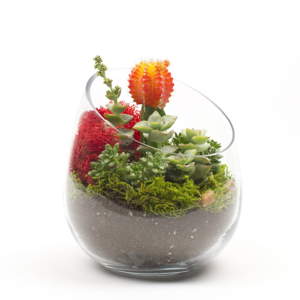 DIY Terrarium Kit
 The Sideways DIY Succulent Terrarium Kit