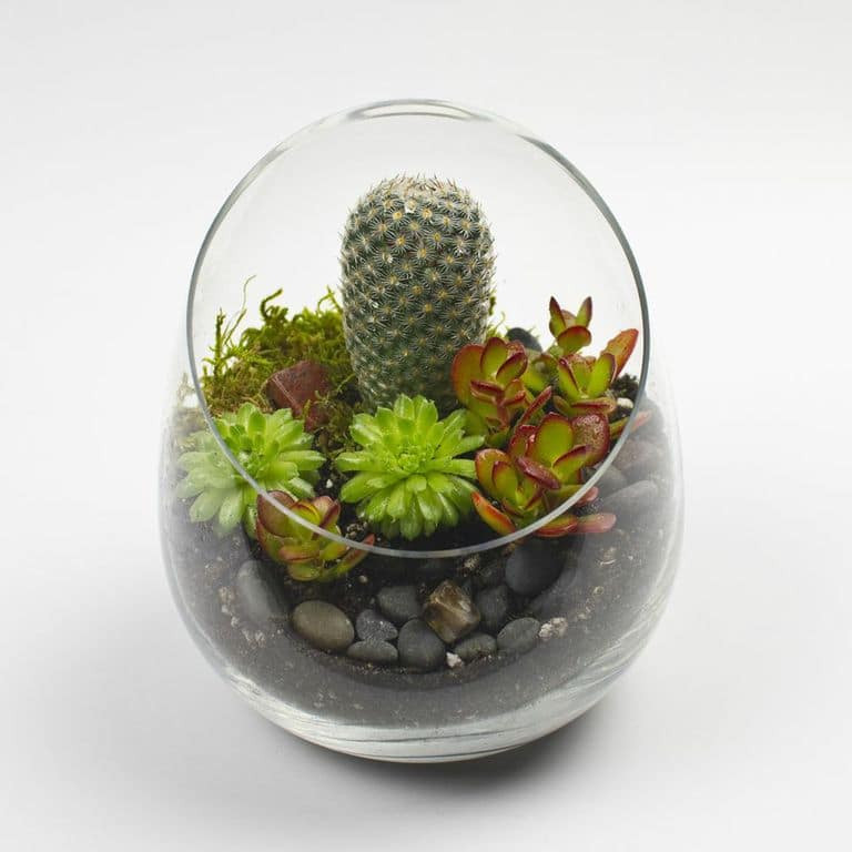 DIY Terrarium Kit
 The Sideways DIY Succulent Terrarium Kit