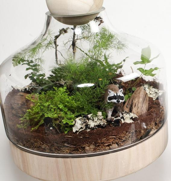 DIY Terrarium Kit
 Deluxe DIY Terrarium Garden Kit