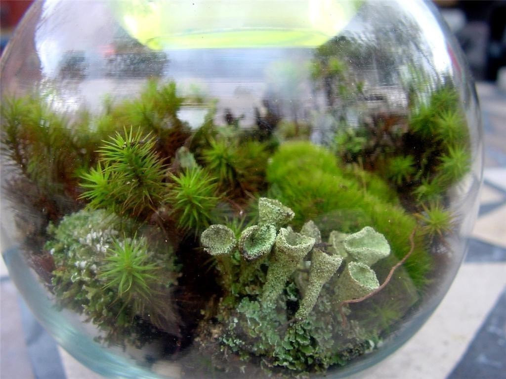 DIY Terrarium Kit
 Terrarium kit DIY Moss & lichen kit FEATURED in 2015