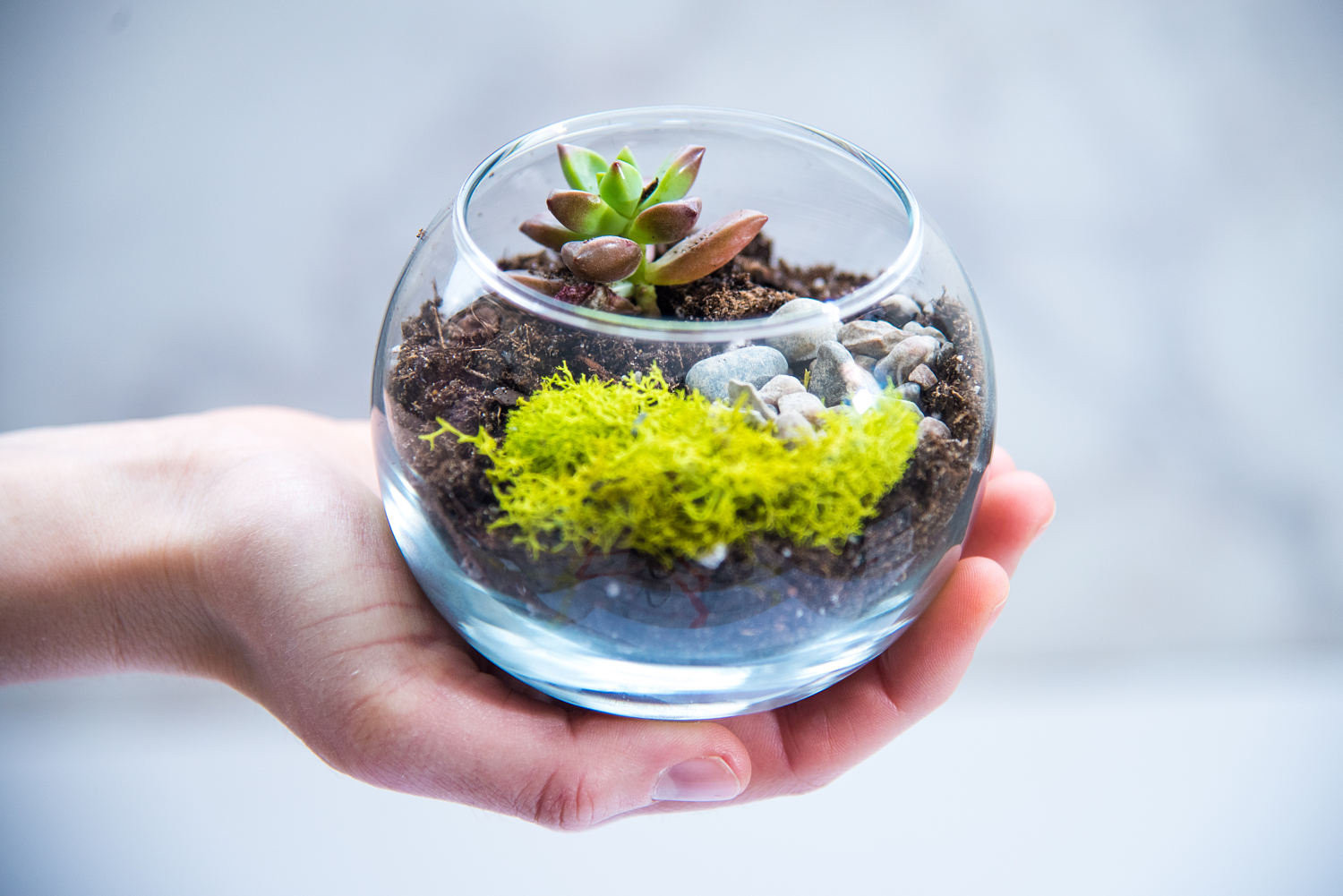 DIY Terrarium Kit
 Terrarium kit MINI succulent terrarium kit diy terrarium