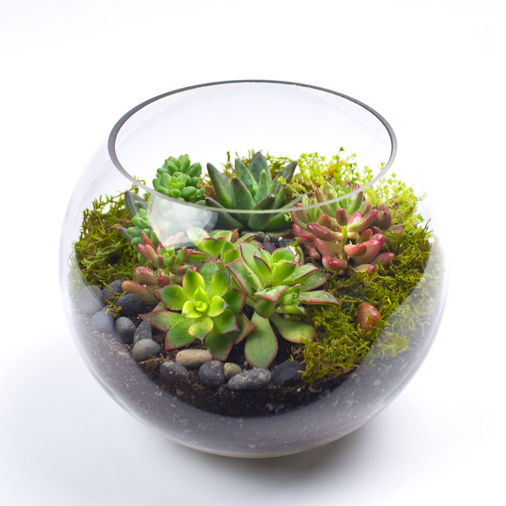 DIY Terrarium Kit
 The Sputnik DIY Succulent Terrarium Kit