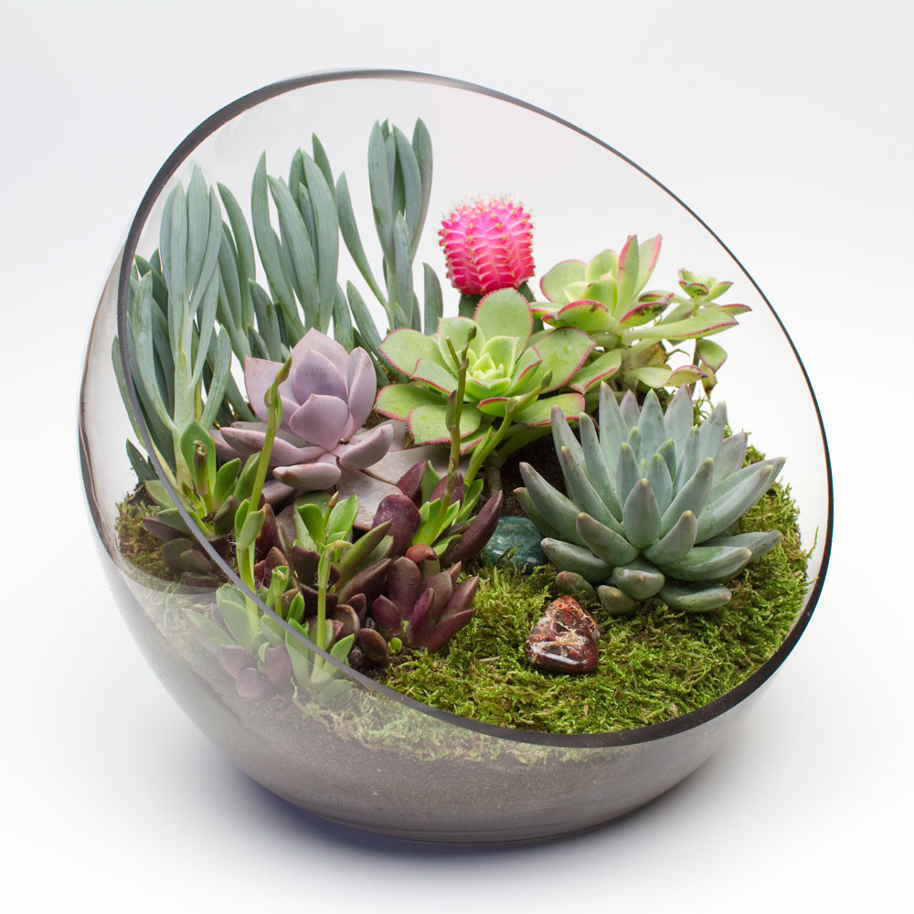 DIY Terrarium Kits
 Big Ol Egg DIY Succulent Terrarium Kit