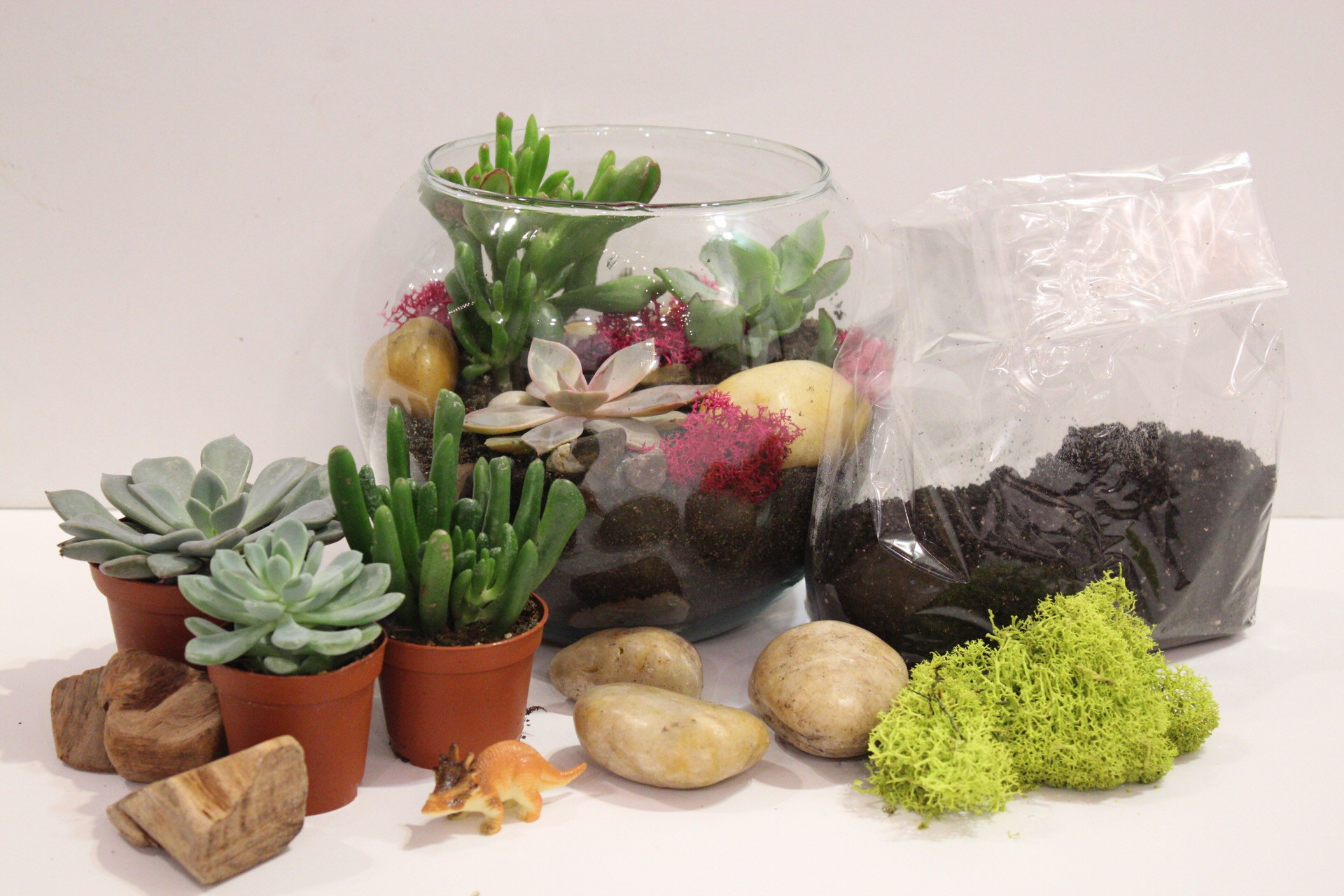 DIY Terrarium Kits
 DIY Succulent Terrarium Kit Flowers Talk Tivoli