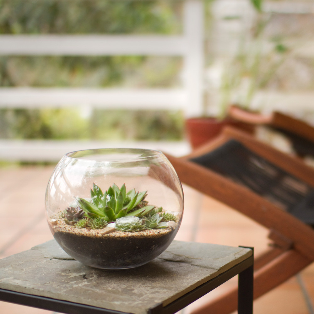 DIY Terrarium Kits
 The Sputnik DIY Succulent Terrarium Kit