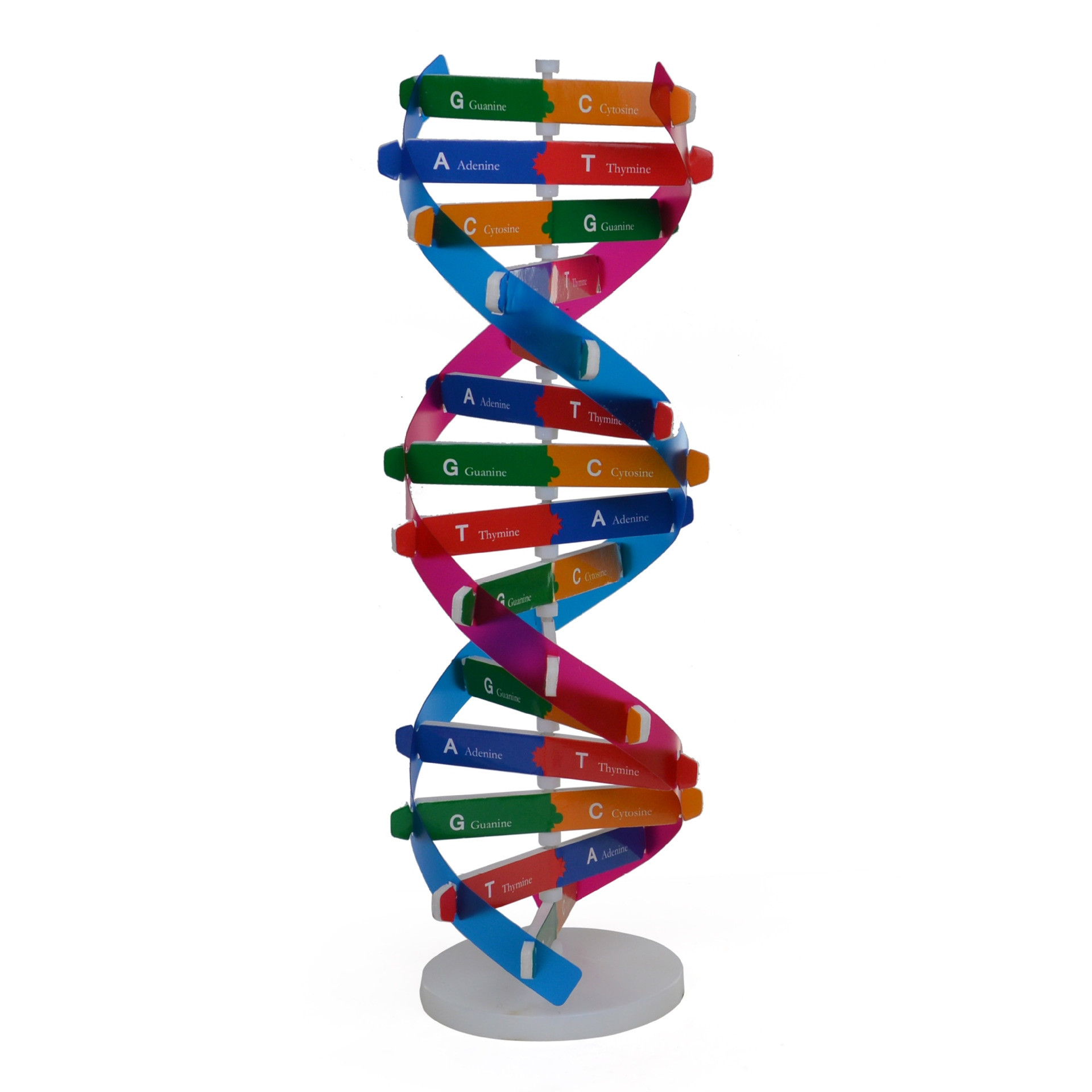 Dna 200 DIY Kit
 Aliexpress Buy Human Gene DNA Model Double Helix