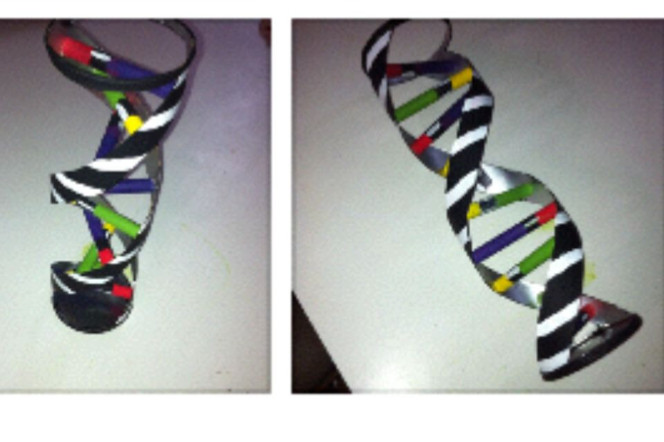 Dna 200 DIY Kit
 9th Grade Biology Homework Assignment build a DNA model