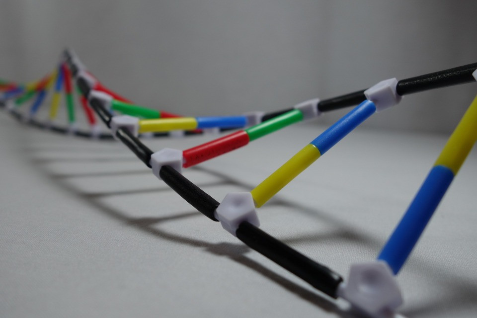 Dna 200 DIY Kit
 DNA model from kit DIY