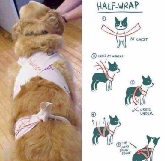 Dog Anxiety Wrap DIY
 Dog Anxiety Wrap DIY Scarf Tutorial Easy Video Instructions