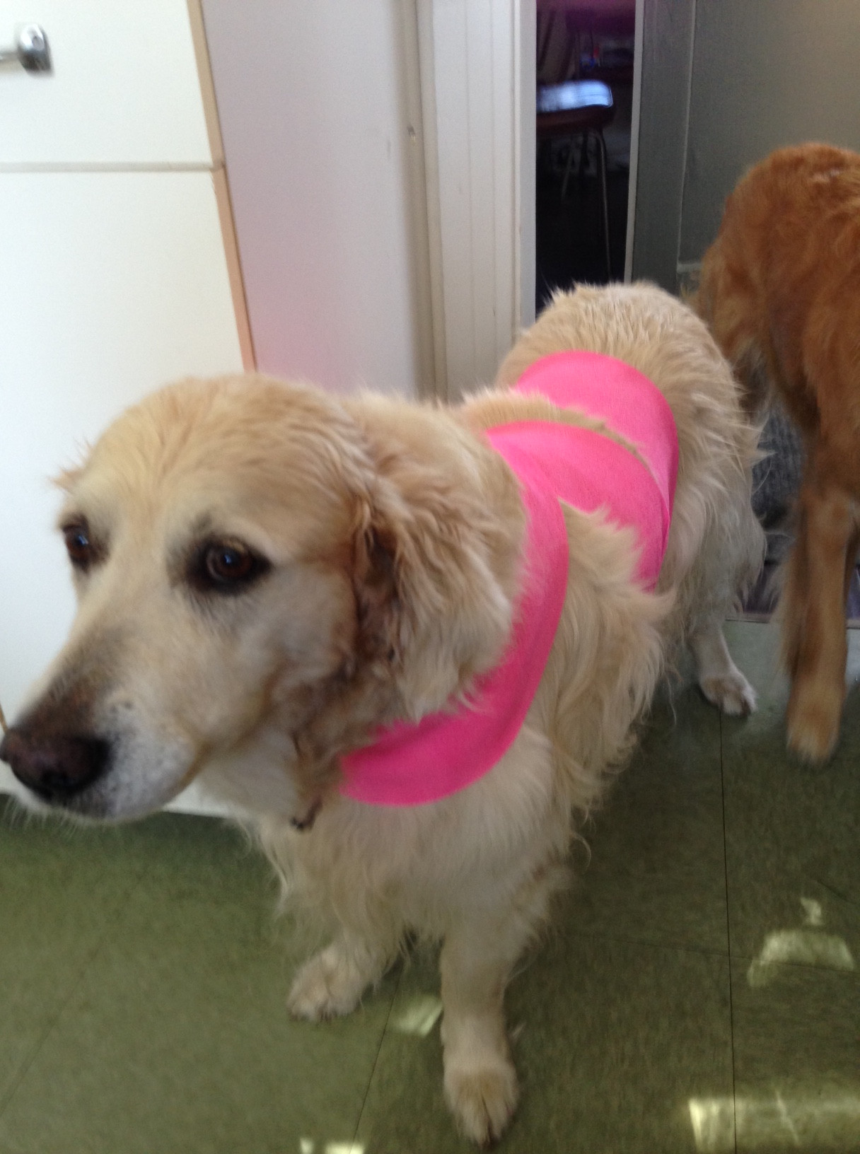 Dog Anxiety Wrap DIY
 People Are Now Wrapping Scarves Around Their Dogs And The