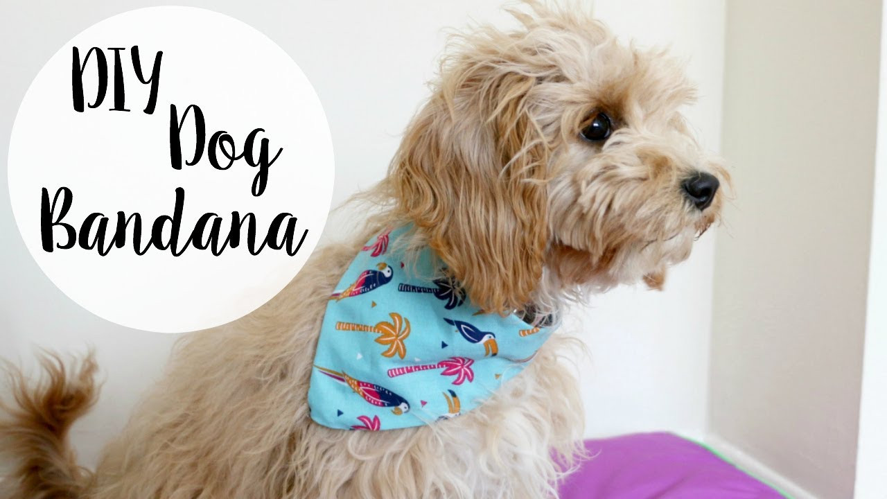 Dog Bandana DIY
 DIY Dog Bandana No Sew