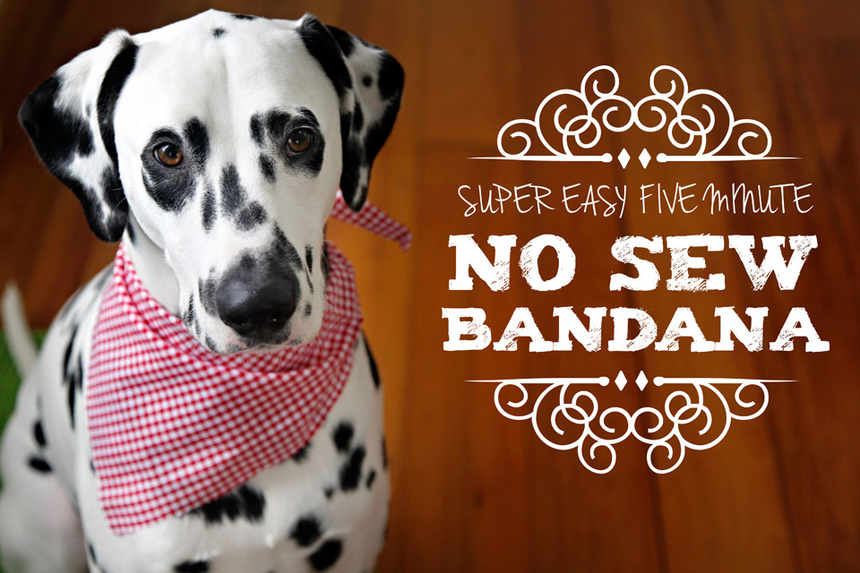 Dog Bandana DIY
 Dalmatian DIY Easy No Sew Pet Bandana