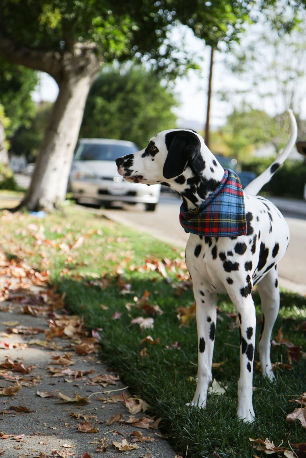 Dog Bandana DIY
 DIY Dog Bandana A Pair of Pears