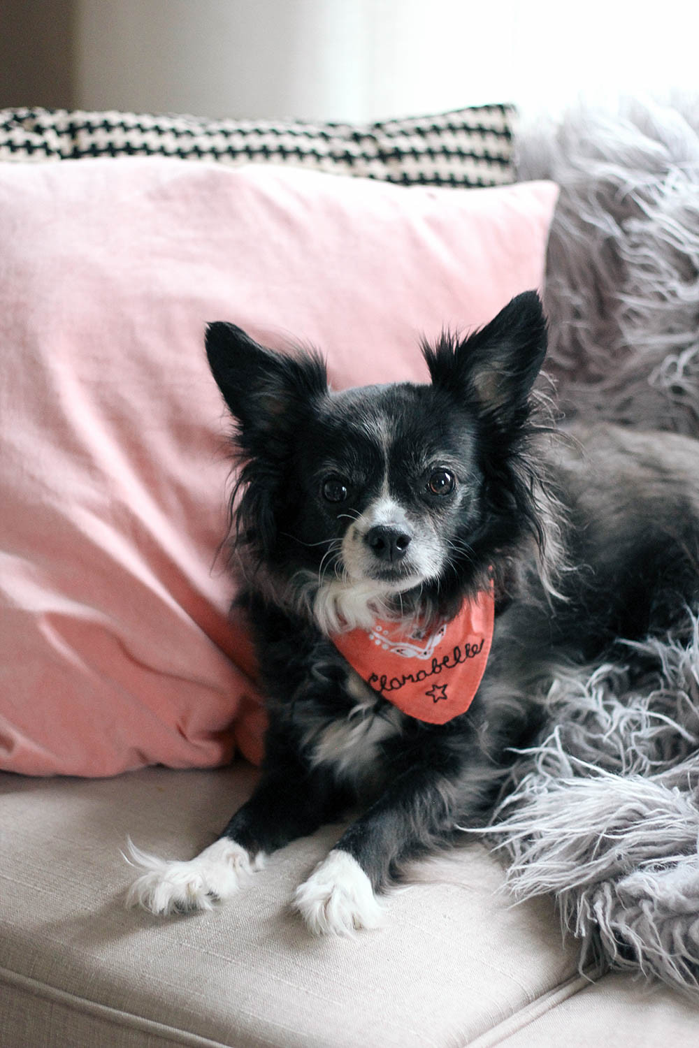 Dog Bandana DIY
 DIY Embroidered Dog Bandana