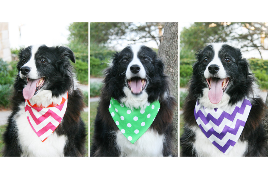 Dog Bandana DIY
 DIY No Sew Dog Bandana