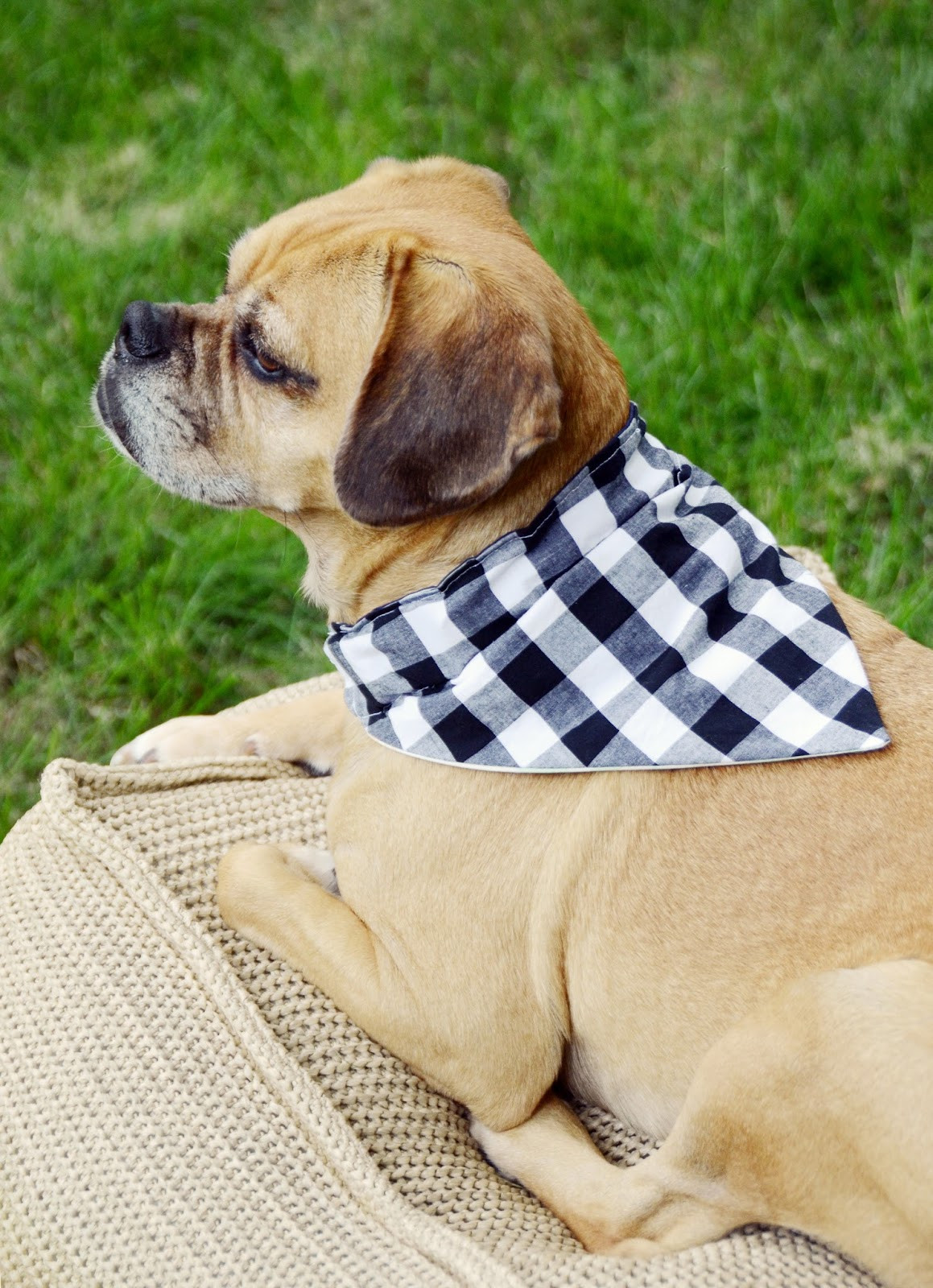 Dog Bandana DIY
 Easy DIY Reversible Dog Bandana Sewing Pattern