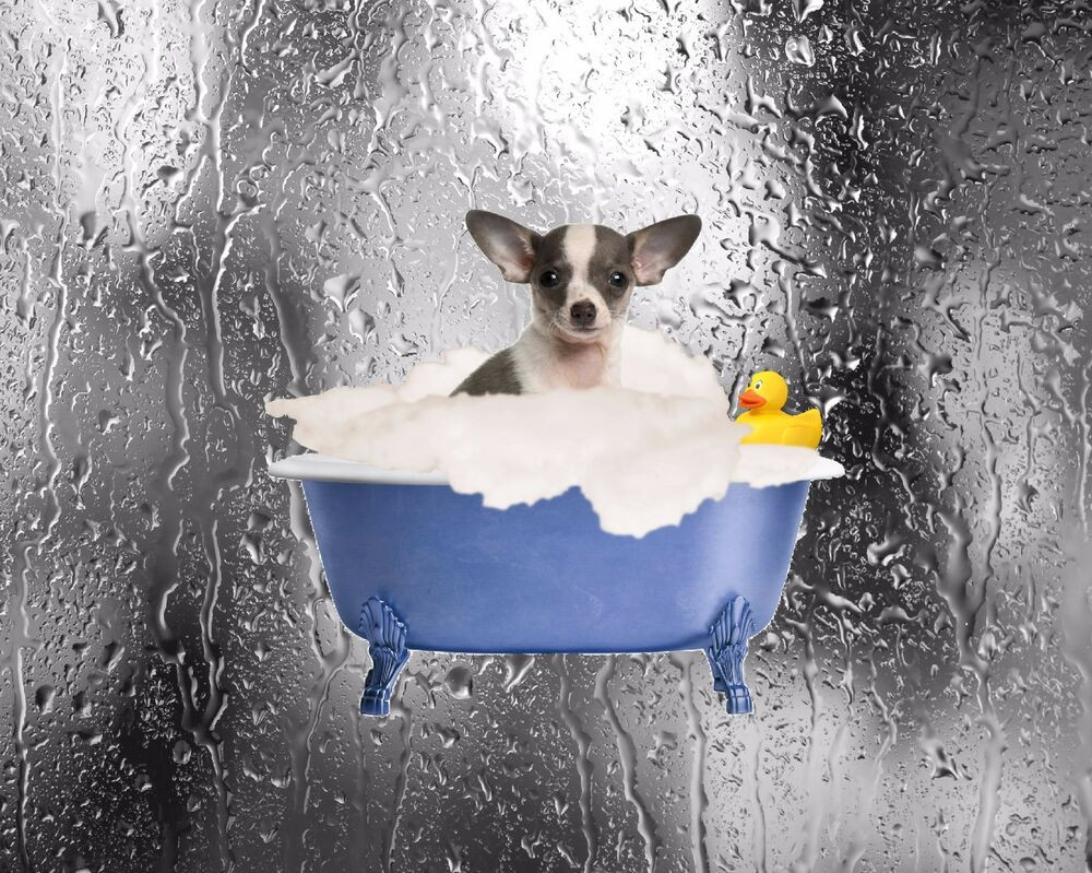Dog Bathroom Decor
 Chihuahua Blue Gray Wall Art Dog Print Home Bath