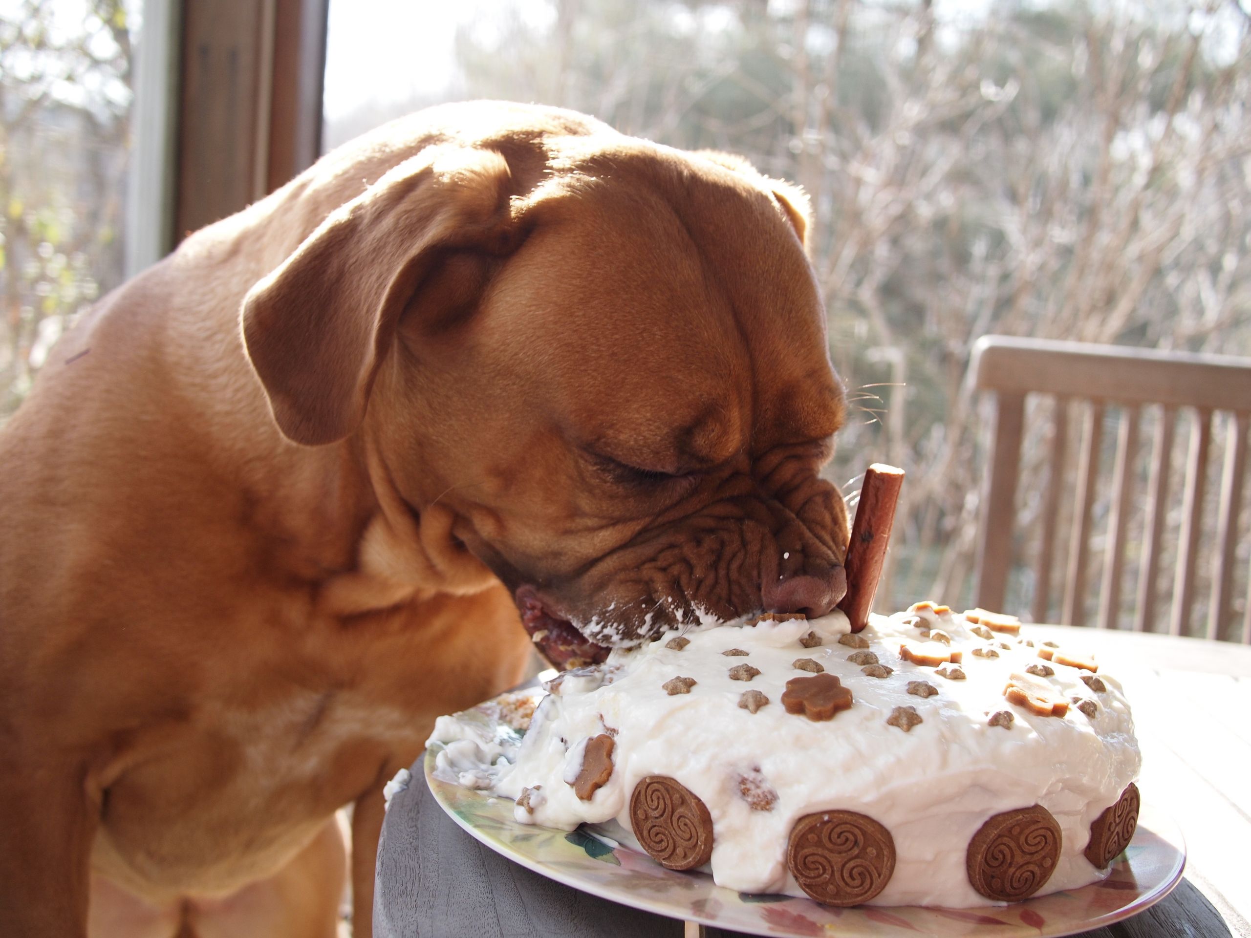 Dog Birthday Cake Recipes
 dog birthday cake