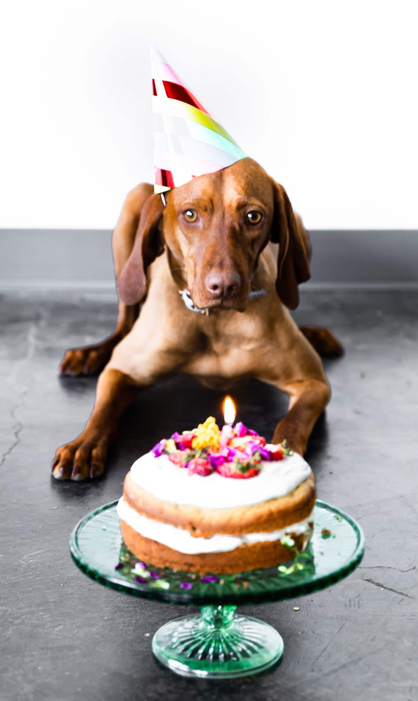 Dog Birthday Cake Recipes
 Birthday Cake for Dogs Grain Free Recipe
