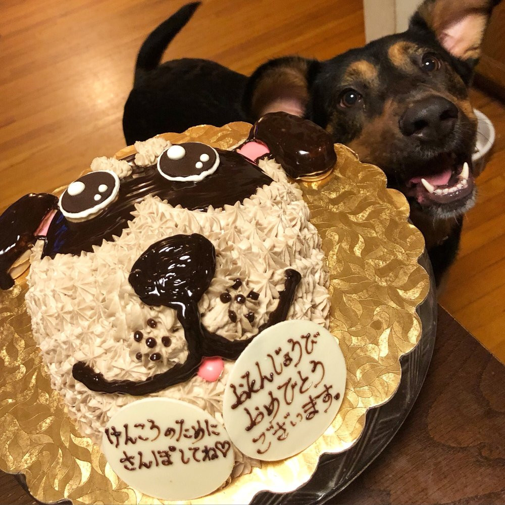 Dog Birthday Cakes Near Me
 Awesome Birthday cake just looks like our dog Momo Yelp