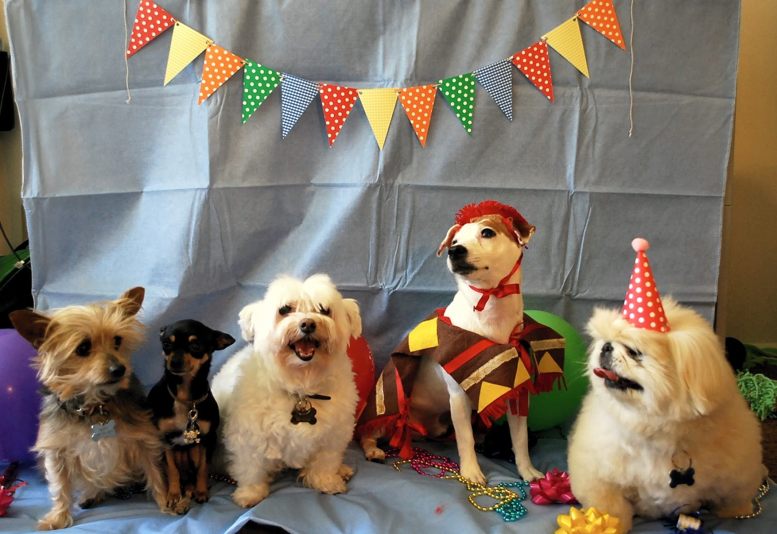 Dog Birthday Decorations
 Daydreamer Creator DIY Extraordinaire Dog Birthday Party