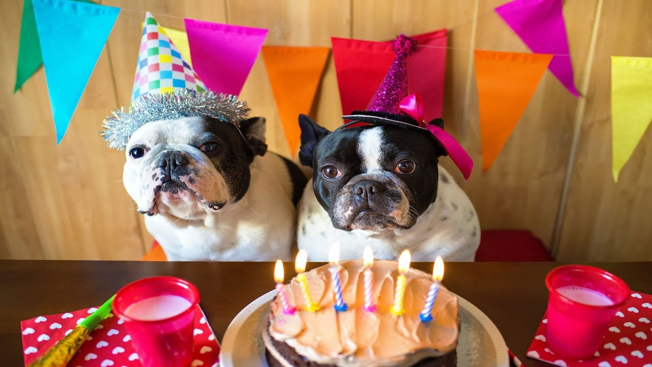 Dog Birthday Decorations
 DIY 3 Ways to Throw the Best Dog Birthday Party Ever