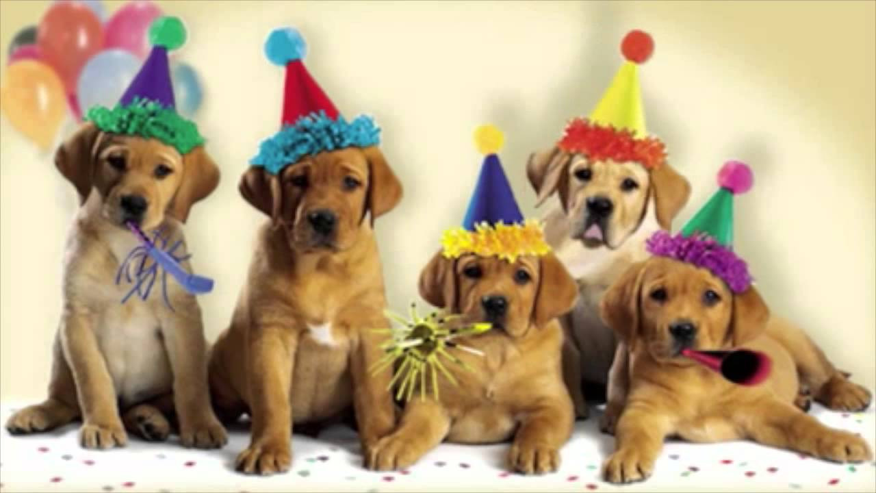 Dog Birthday Wishes
 Happy Birthday Dogs Singing