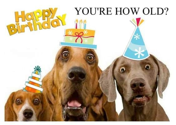 Dog Birthday Wishes
 100 Funniest Happy Birthday Dog Memes