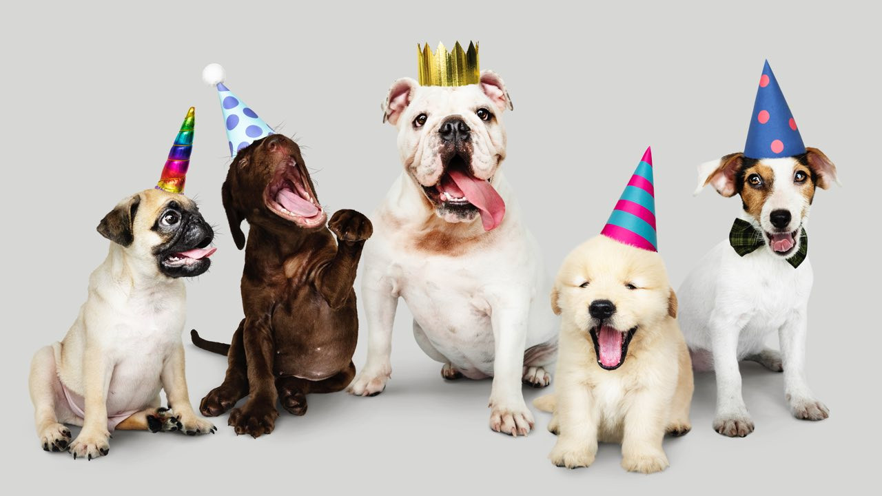 Dog Birthday Wishes
 Cute Happy Birthday Wishes For Dog