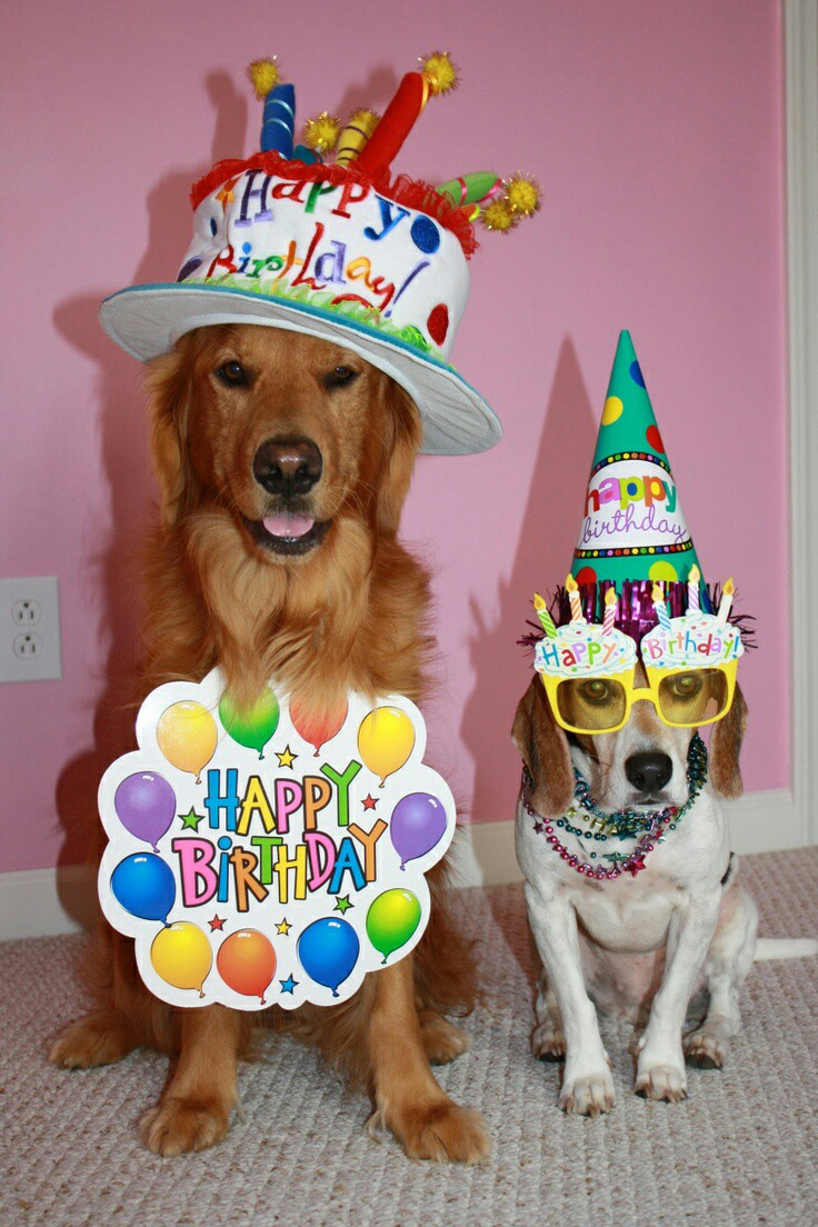 Dog Birthday Wishes
 Happy Birthday Wishes Latest Collection