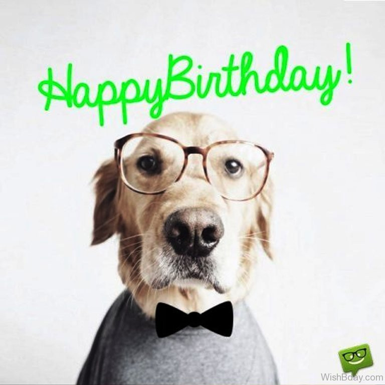 Dog Birthday Wishes
 64 Dog Birthday Wishes