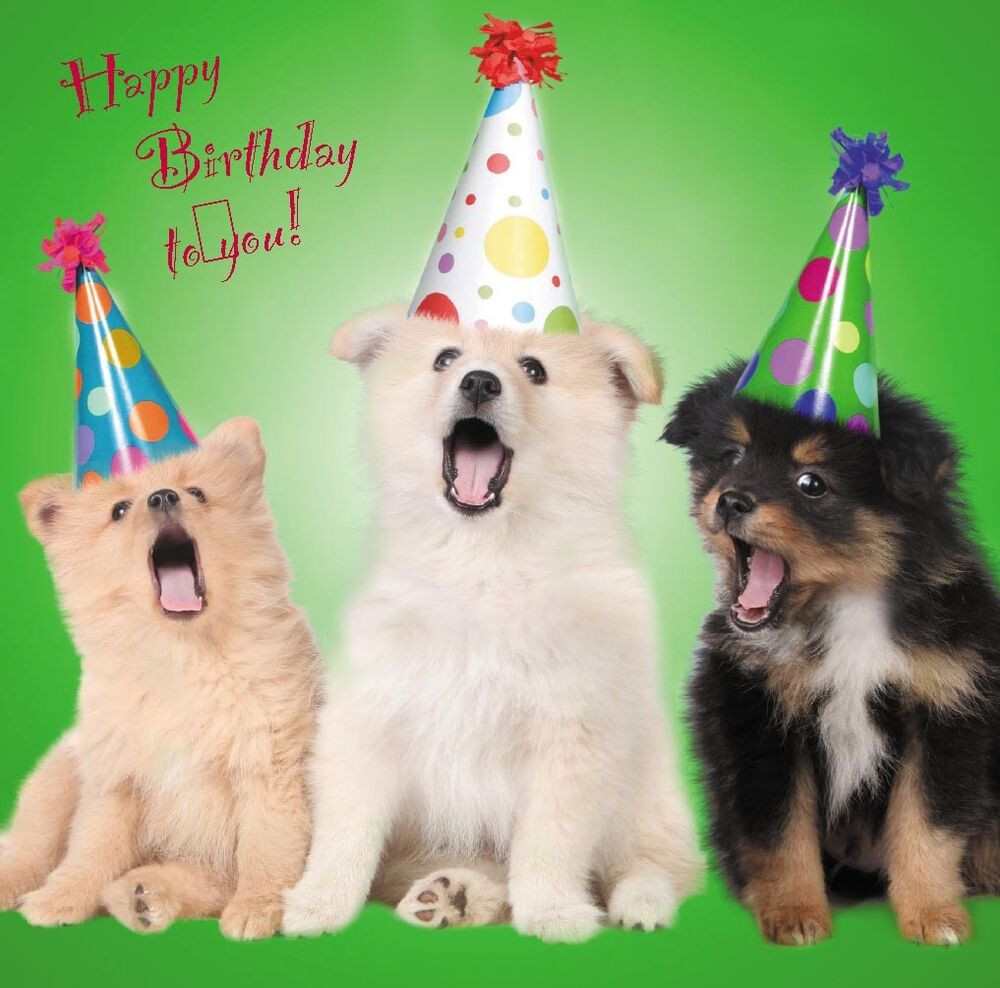 Dog Birthday Wishes
 Birthday Cards Cute Dogs Puppies Perfect for Mum Sister