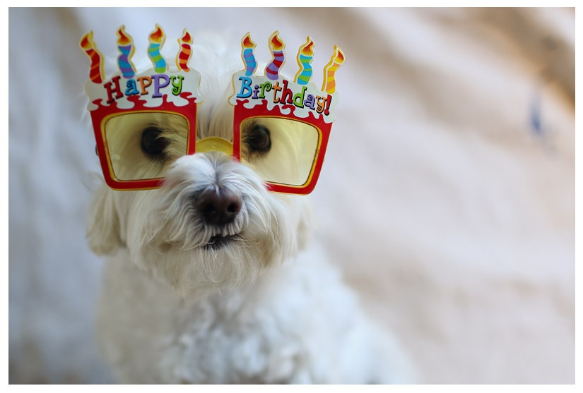 Dog Birthday Wishes
 Dogs Happy Birthday Cute Bday Wishes for Dogs Puppies