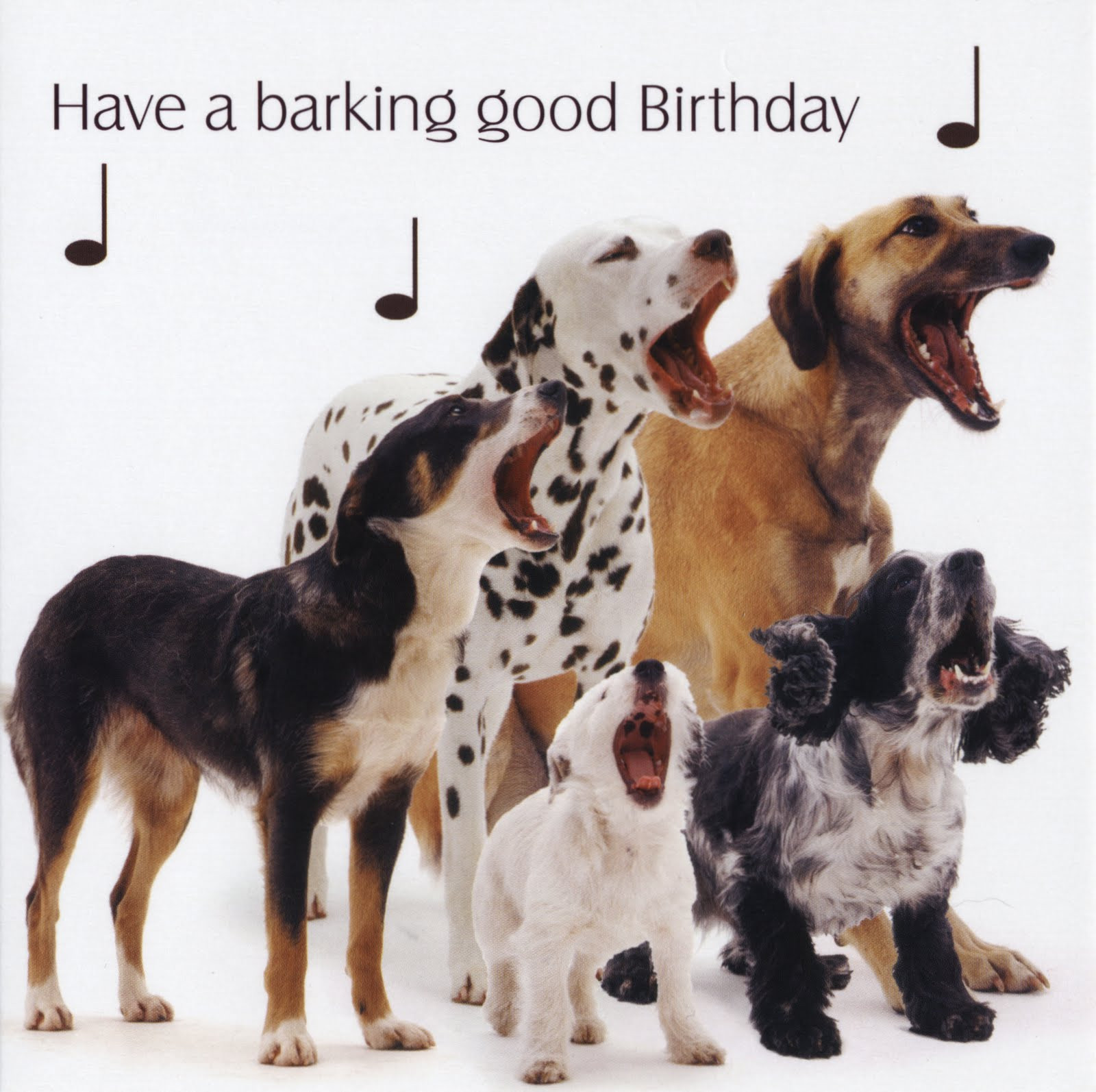 Dog Birthday Wishes
 Happy Birthday Quotes For Dogs QuotesGram