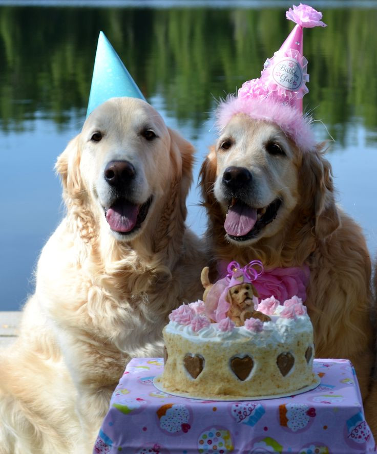 Dog Birthday Wishes
 661 best "Happy Birthday" Doggie images on Pinterest