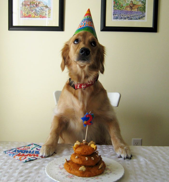 Dog Birthday Wishes
 10 Pets Having Better Birthday Parties Than You