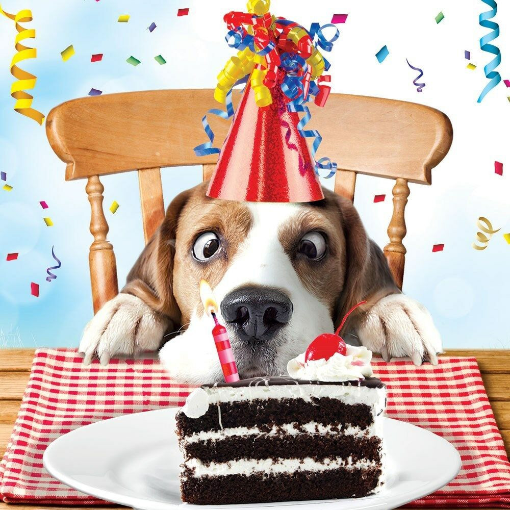 Dog Birthday Wishes
 Beagle Luxury Glitter Funny Birthday Greeting Card Dog