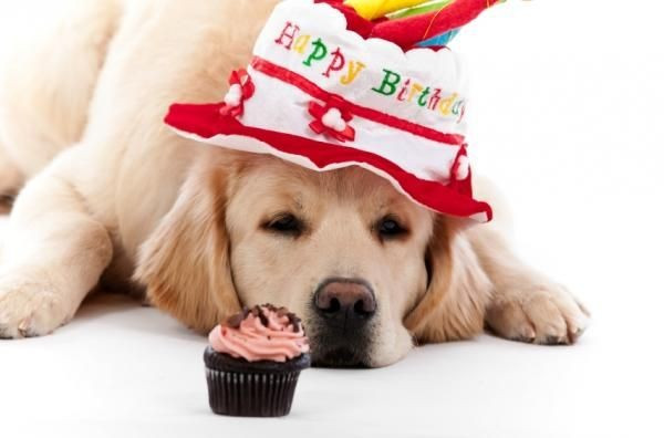 Dog Birthday Wishes
 The 45 Birthday Wishes for Dogs