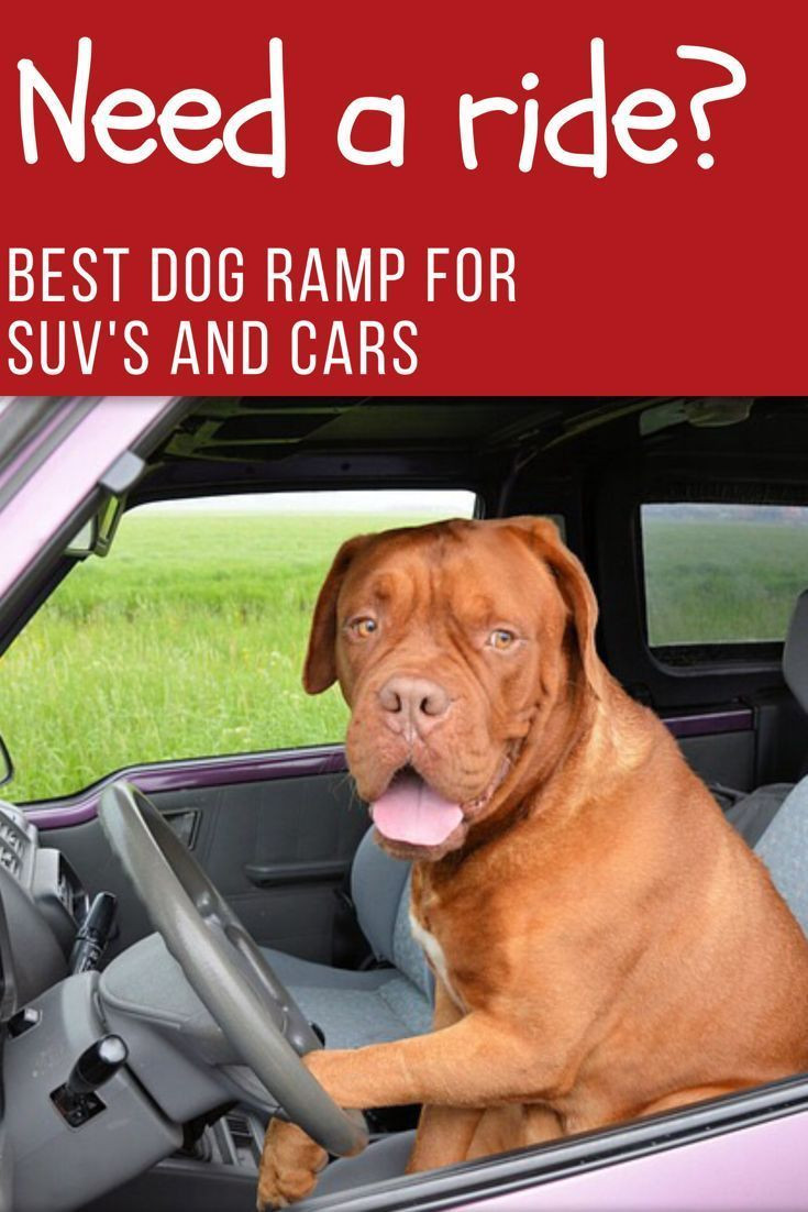 Dog Car Ramp DIY
 The Best Dog Ramp for Cars and SUV s