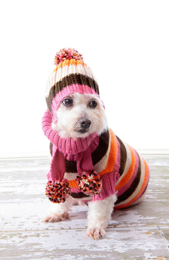 Dog Clothes DIY
 DIY No sew Dog Clothes