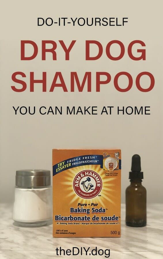 Dog Dry Shampoo DIY
 Got A Stinky Dog This DIY Dry Dog Shampoo Can Help in