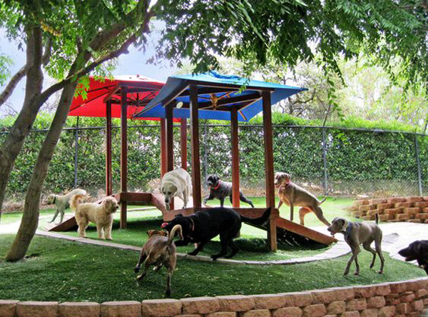 Dog Playground DIY
 22 Easy DIY Dog Playground Ideas For Small Backyard